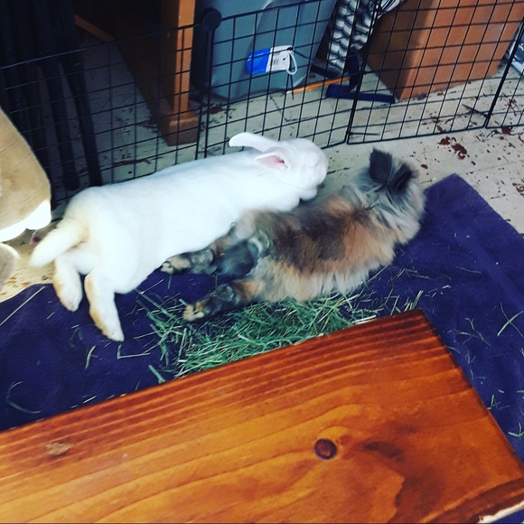 stormybunnys